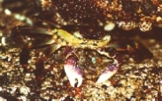 mottled crab