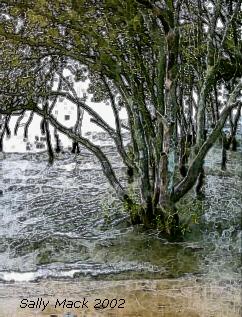 Magnificent mangrove